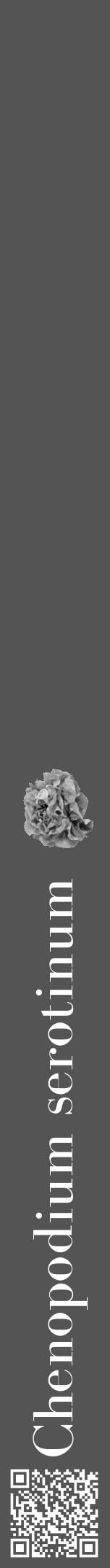Étiquette de : Chenopodium serotinum - format a - style blanche36bod avec qrcode et comestibilité simplifiée - position verticale