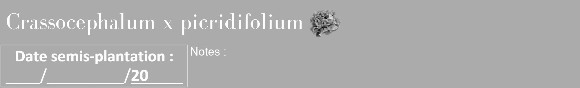 Étiquette de : Crassocephalum x picridifolium - format a - style blanche37bod avec comestibilité simplifiée