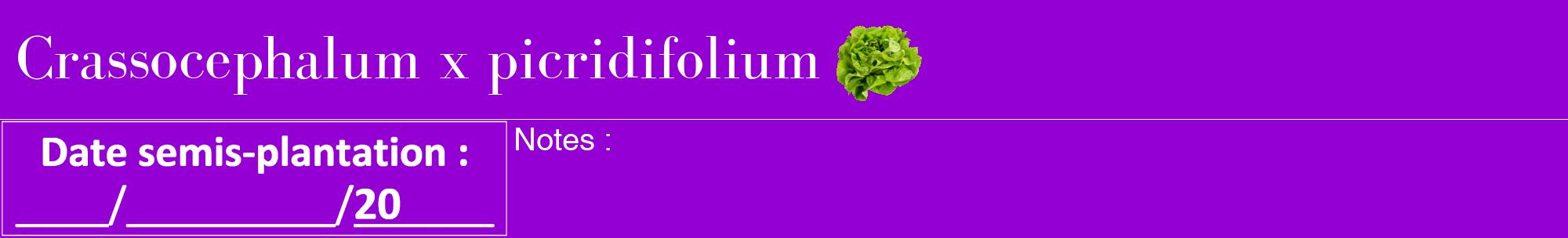 Étiquette de : Crassocephalum x picridifolium - format a - style blanche48bod avec comestibilité simplifiée