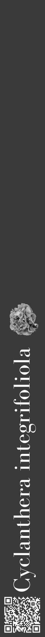 Étiquette de : Cyclanthera integrifoliola - format a - style blanche8bod avec qrcode et comestibilité simplifiée - position verticale