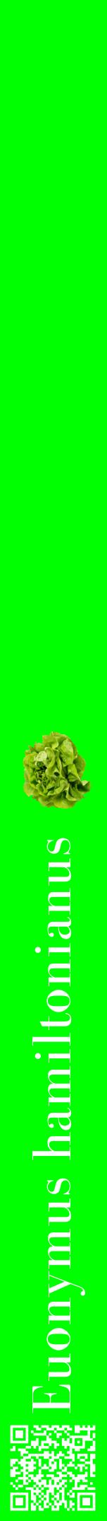Étiquette de : Euonymus hamiltonianus - format a - style blanche16bod avec qrcode et comestibilité simplifiée