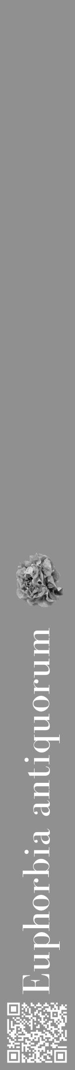 Étiquette de : Euphorbia antiquorum - format a - style blanche4bod avec qrcode et comestibilité simplifiée - position verticale