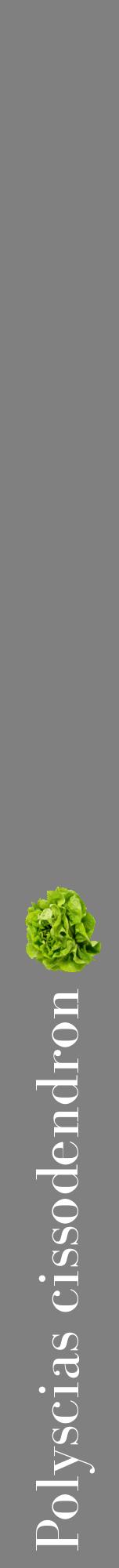 Étiquette de : Polyscias cissodendron - format a - style blanche57bod avec comestibilité simplifiée