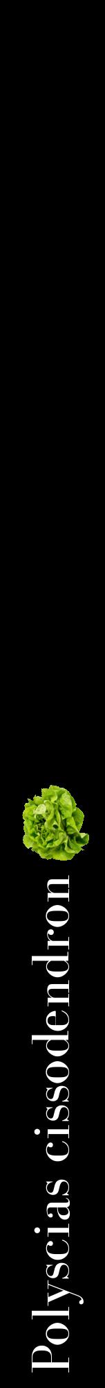 Étiquette de : Polyscias cissodendron - format a - style blanche59bod avec comestibilité simplifiée