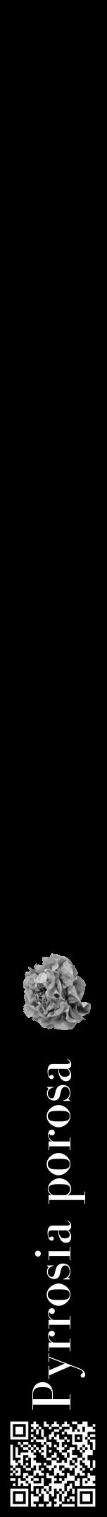 Étiquette de : Pyrrosia porosa - format a - style blanche59bod avec qrcode et comestibilité simplifiée - position verticale