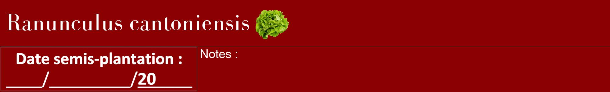 Étiquette de : Ranunculus cantoniensis - format a - style blanche34bod avec comestibilité simplifiée