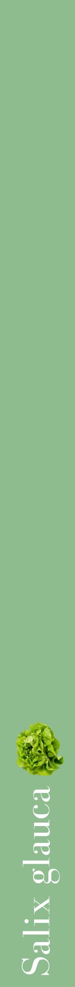 Étiquette de : Salix glauca - format a - style blanche13bod avec comestibilité simplifiée