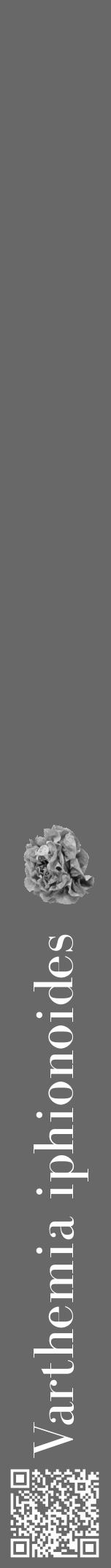 Étiquette de : Varthemia iphionoides - format a - style blanche6bod avec qrcode et comestibilité simplifiée - position verticale