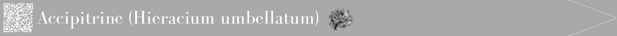 Étiquette de : Hieracium umbellatum - format b - style blanche13simplebod avec qrcode et comestibilité simplifiée