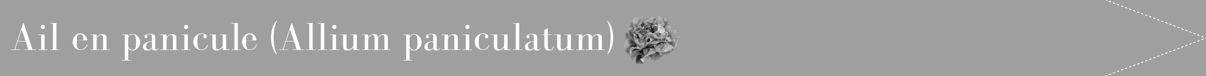 Étiquette de : Allium paniculatum - format b - style blanche24bod avec comestibilité simplifiée