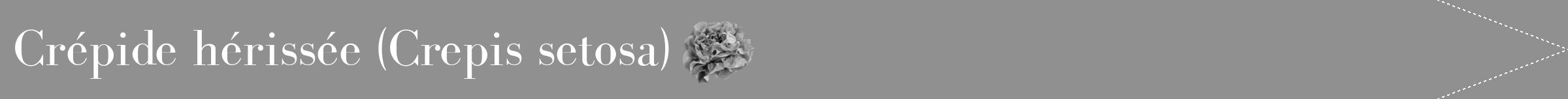 Étiquette de : Crepis setosa - format b - style blanche4bod avec comestibilité simplifiée