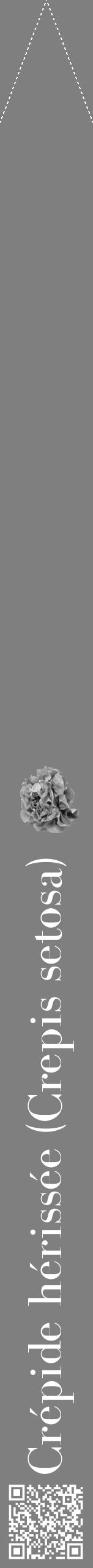 Étiquette de : Crepis setosa - format b - style blanche57bod avec qrcode et comestibilité simplifiée - position verticale