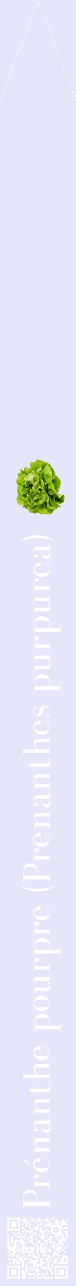 Étiquette de : Prenanthes purpurea - format b - style blanche55bod avec qrcode et comestibilité simplifiée