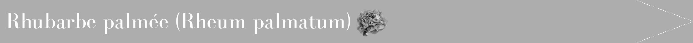 Étiquette de : Rheum palmatum - format b - style blanche22bod avec comestibilité simplifiée