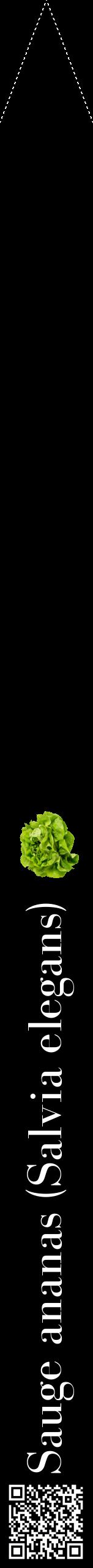 Étiquette de : Salvia elegans - format b - style blanche59bod avec qrcode et comestibilité simplifiée