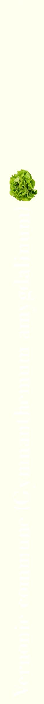 Étiquette de : Gymnanthemum amygdalinum - format b - style blanche19bod avec comestibilité simplifiée