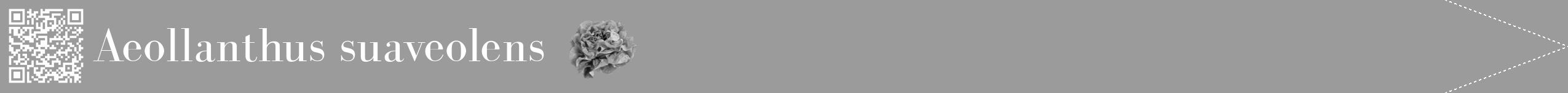 Étiquette de : Aeollanthus suaveolens - format b - style blanche52simplebod avec qrcode et comestibilité simplifiée