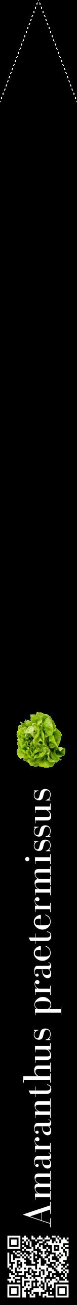 Étiquette de : Amaranthus praetermissus - format b - style blanche59bod avec qrcode et comestibilité simplifiée
