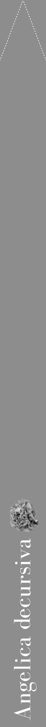 Étiquette de : Angelica decursiva - format b - style blanche2bod avec comestibilité simplifiée - position verticale