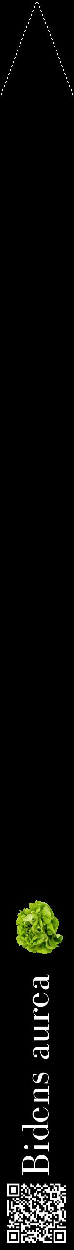 Étiquette de : Bidens aurea - format b - style blanche59bod avec qrcode et comestibilité simplifiée