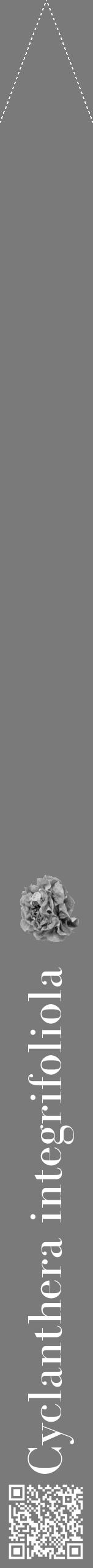 Étiquette de : Cyclanthera integrifoliola - format b - style blanche3bod avec qrcode et comestibilité simplifiée - position verticale