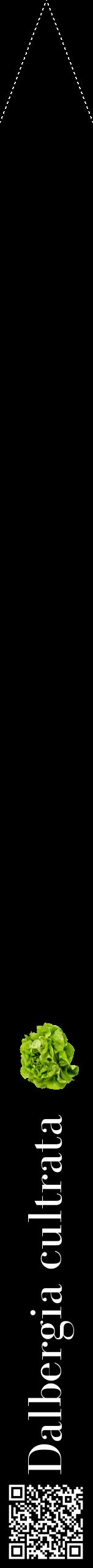 Étiquette de : Dalbergia cultrata - format b - style blanche59bod avec qrcode et comestibilité simplifiée