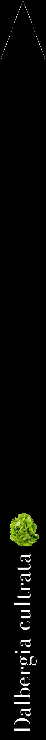 Étiquette de : Dalbergia cultrata - format b - style blanche59bod avec comestibilité simplifiée
