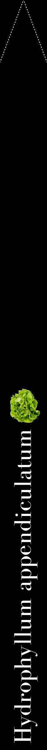Étiquette de : Hydrophyllum appendiculatum - format b - style blanche59bod avec comestibilité simplifiée