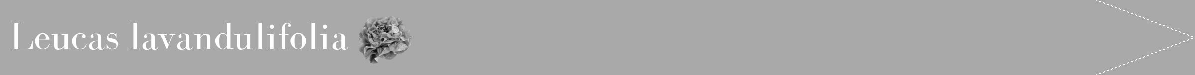 Étiquette de : Leucas lavandulifolia - format b - style blanche13bod avec comestibilité simplifiée