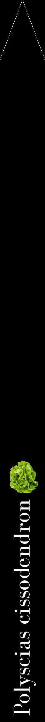 Étiquette de : Polyscias cissodendron - format b - style blanche59bod avec comestibilité simplifiée