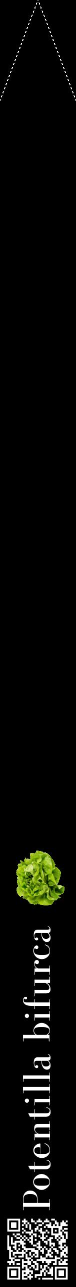 Étiquette de : Potentilla bifurca - format b - style blanche59bod avec qrcode et comestibilité simplifiée
