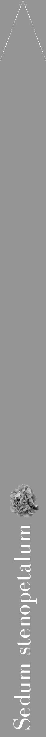 Étiquette de : Sedum stenopetalum - format b - style blanche16bod avec comestibilité simplifiée - position verticale