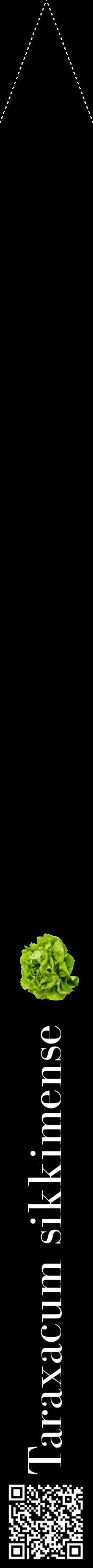 Étiquette de : Taraxacum sikkimense - format b - style blanche59bod avec qrcode et comestibilité simplifiée