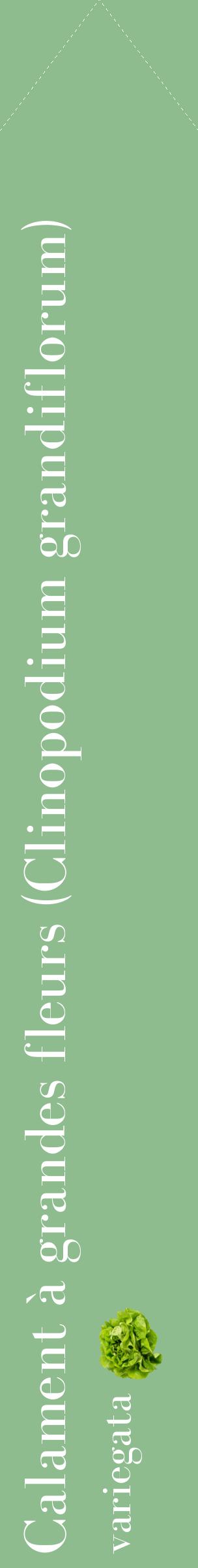 Étiquette de : Clinopodium grandiflorum variegata - format c - style blanche13_simplebod avec comestibilité simplifiée