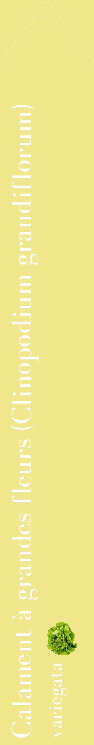Étiquette de : Clinopodium grandiflorum variegata - format c - style blanche20_simplebod avec comestibilité simplifiée