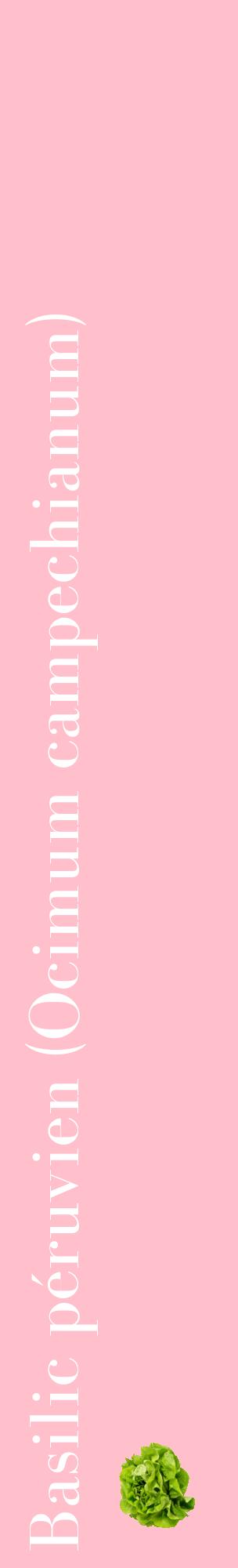 Étiquette de : Ocimum campechianum - format c - style blanche40_basiquebod avec comestibilité simplifiée