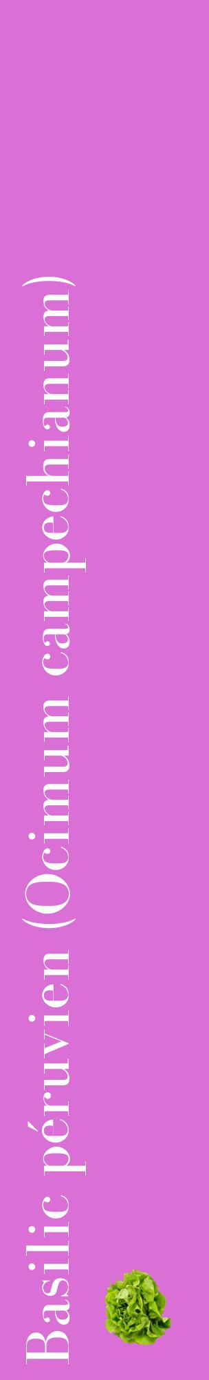 Étiquette de : Ocimum campechianum - format c - style blanche52_basiquebod avec comestibilité simplifiée