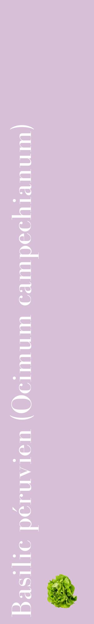 Étiquette de : Ocimum campechianum - format c - style blanche54_basiquebod avec comestibilité simplifiée