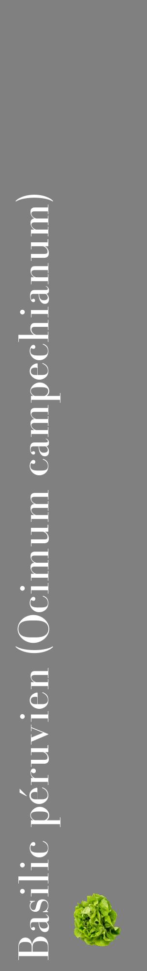 Étiquette de : Ocimum campechianum - format c - style blanche57_basiquebod avec comestibilité simplifiée
