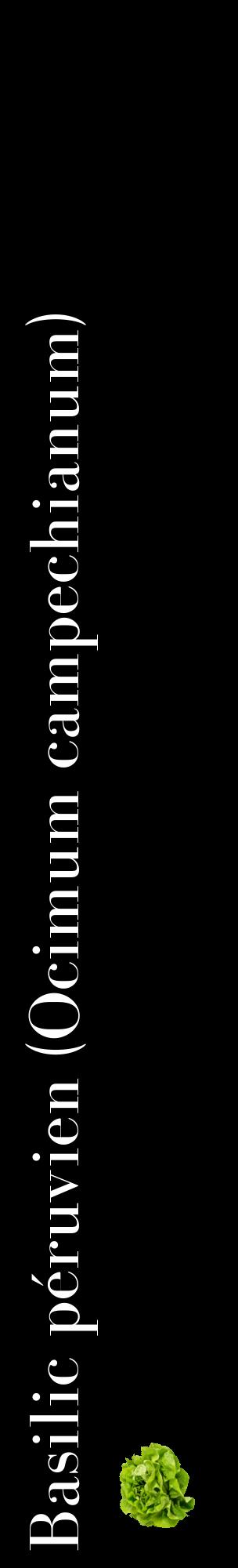 Étiquette de : Ocimum campechianum - format c - style blanche59_basiquebod avec comestibilité simplifiée