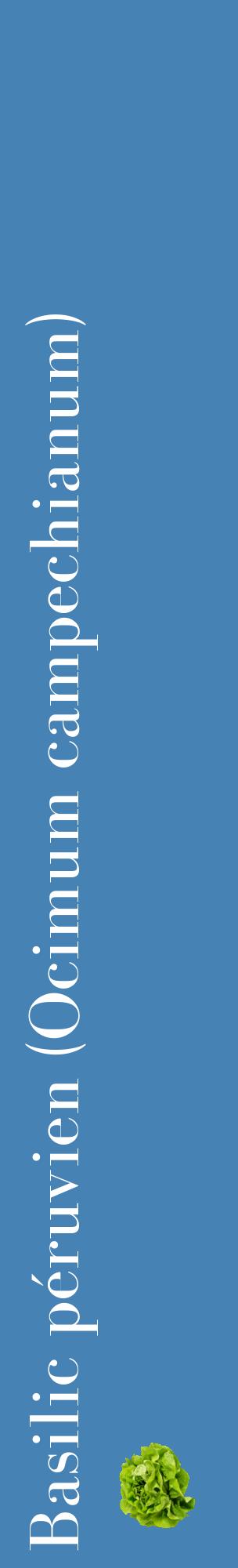 Étiquette de : Ocimum campechianum - format c - style blanche5_basiquebod avec comestibilité simplifiée