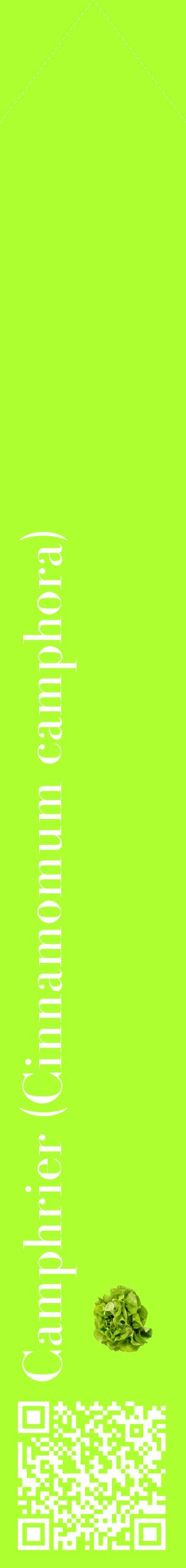 Étiquette de : Cinnamomum camphora - format c - style blanche17_simplebod avec qrcode et comestibilité simplifiée