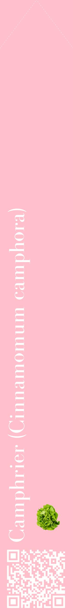 Étiquette de : Cinnamomum camphora - format c - style blanche40_simplebod avec qrcode et comestibilité simplifiée