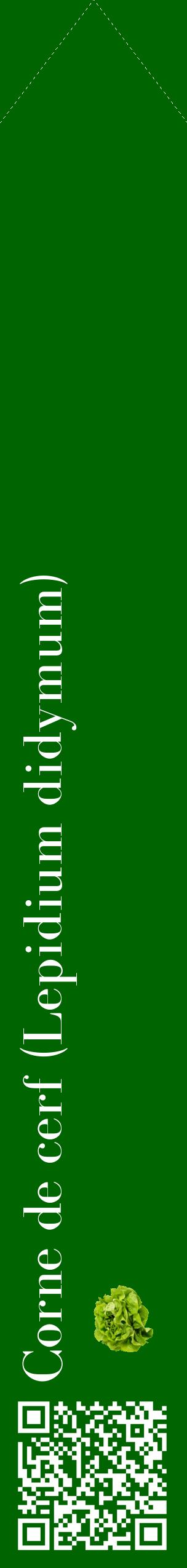 Étiquette de : Lepidium didymum - format c - style blanche8_simplebod avec qrcode et comestibilité simplifiée
