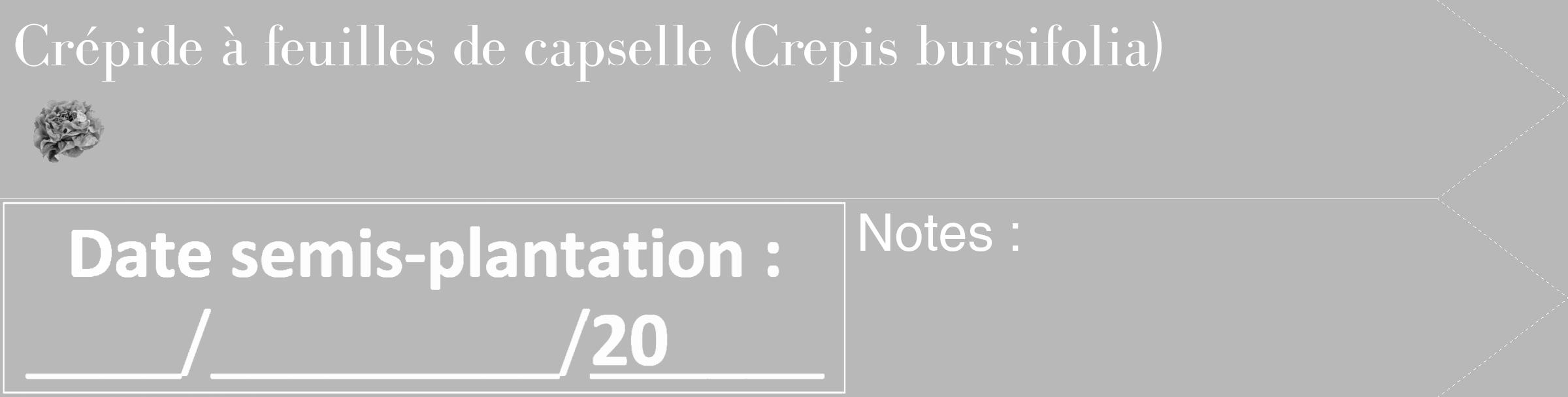 Étiquette de : Crepis bursifolia - format c - style blanche39_simple_simplebod avec comestibilité simplifiée