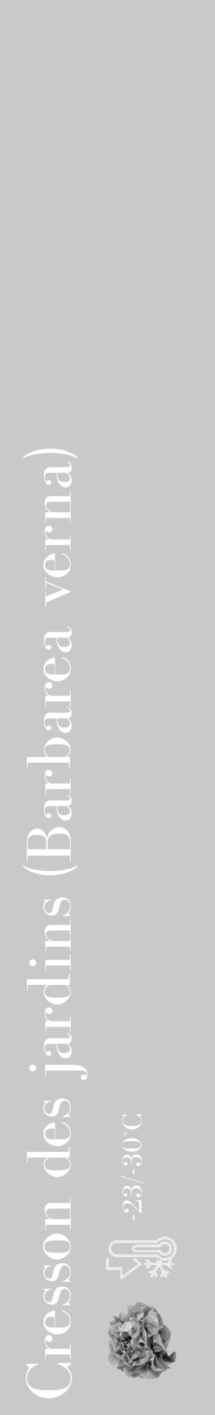 Étiquette de : Barbarea verna - format c - style blanche54_basique_basiquebod avec comestibilité simplifiée - position verticale