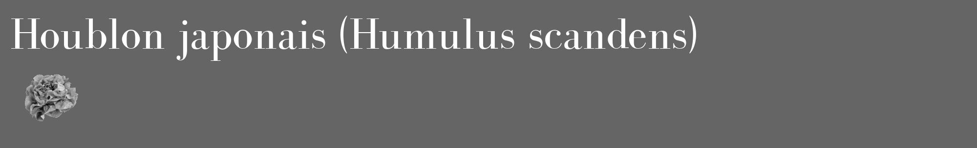 Étiquette de : Humulus scandens - format c - style blanche32_basique_basiquebod avec comestibilité simplifiée