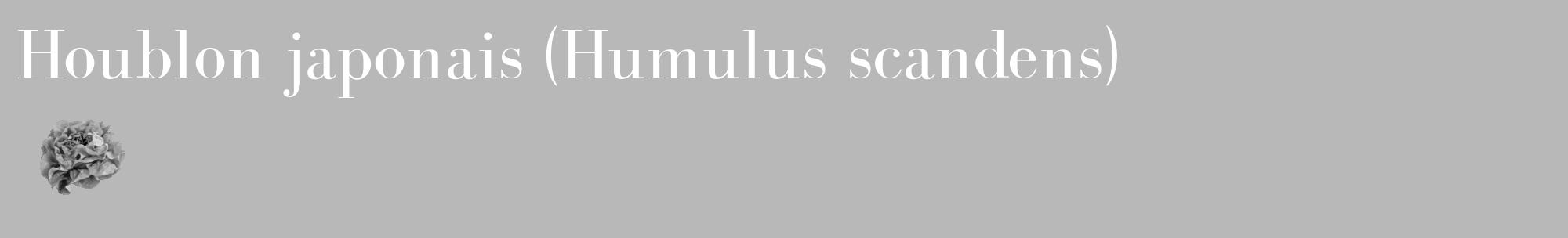 Étiquette de : Humulus scandens - format c - style blanche39_basique_basiquebod avec comestibilité simplifiée