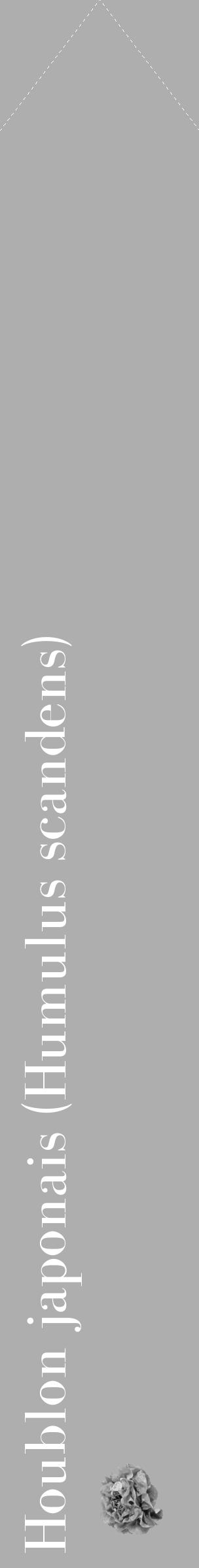 Étiquette de : Humulus scandens - format c - style blanche53_simple_simplebod avec comestibilité simplifiée - position verticale