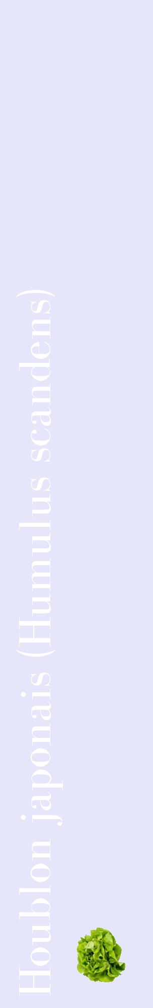 Étiquette de : Humulus scandens - format c - style blanche55_basiquebod avec comestibilité simplifiée